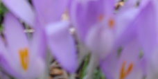 crocus